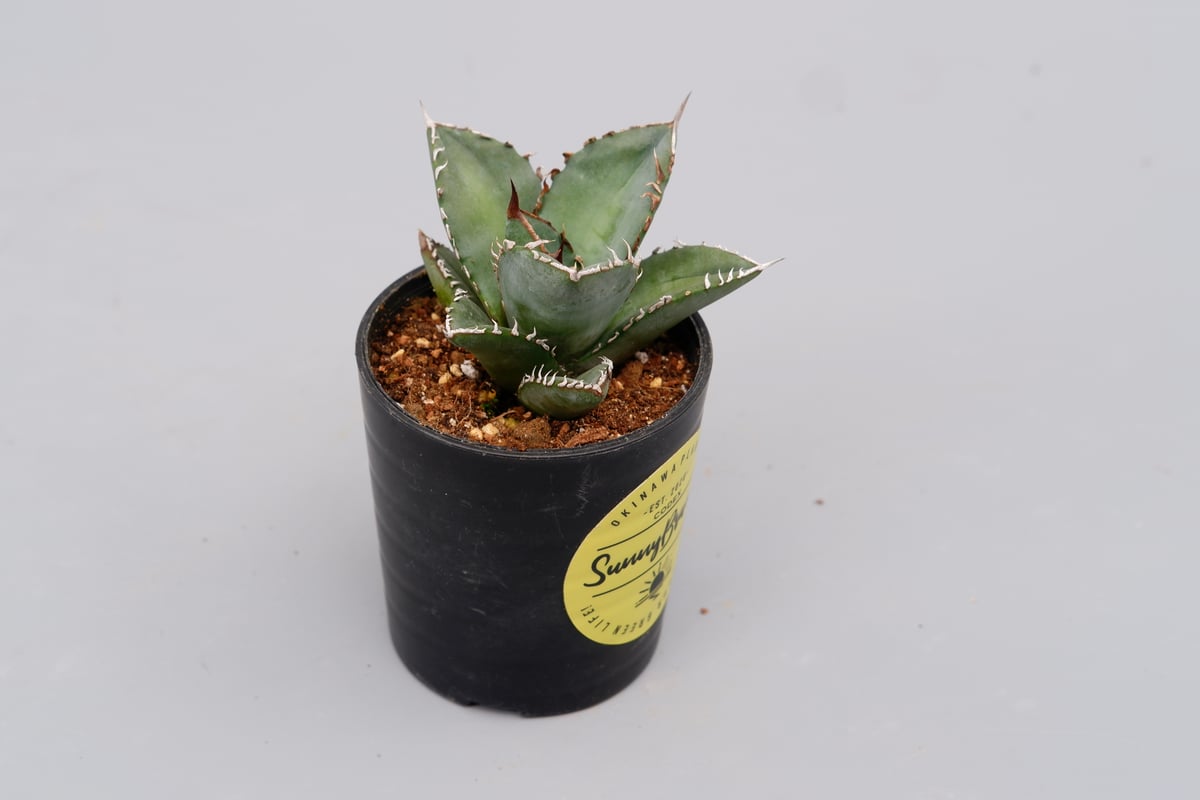 アガベ オテロイ 実生株 Agave oteroi seeding 097 | Sunny