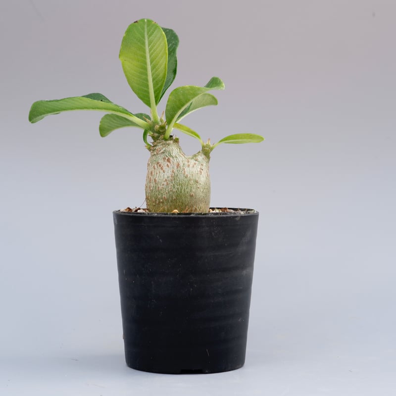 パキポディウム ウィンゾリー 実生株 015 Pachypodium windsorii |