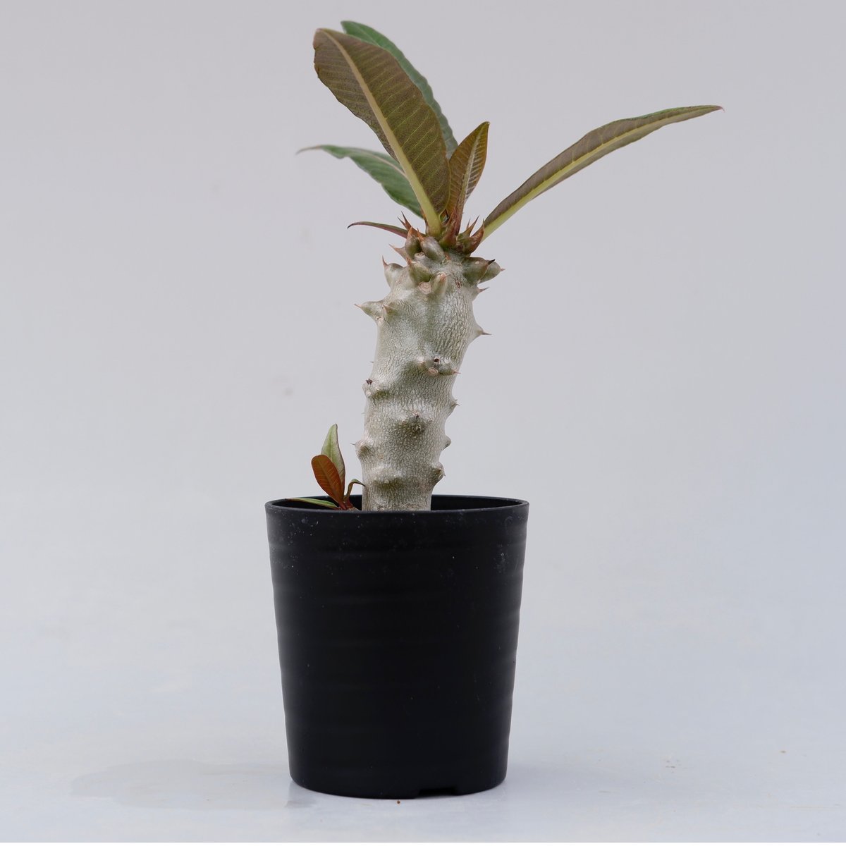 パキポディウム バロニー実生株012 Pachypodium baronii | Sunny