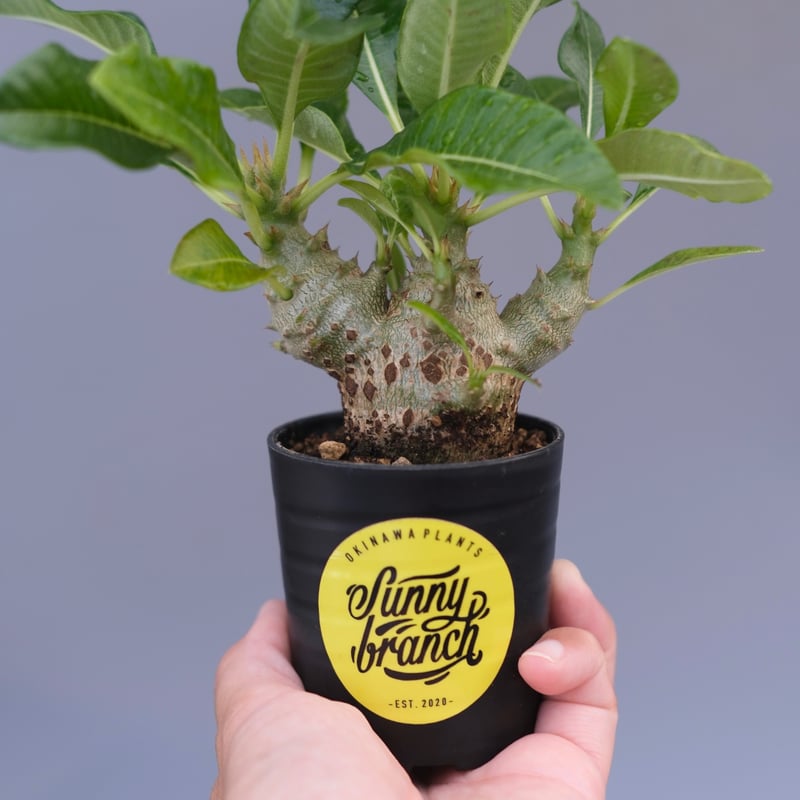 パキポディウム ウィンゾリー 実生株 091 Pachypodium windsorii |