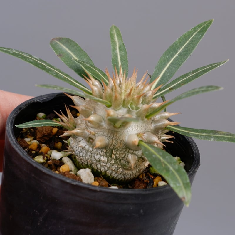 パキポディウム ロスラーツム 実生株 003 Pachypodium rosulatum ve