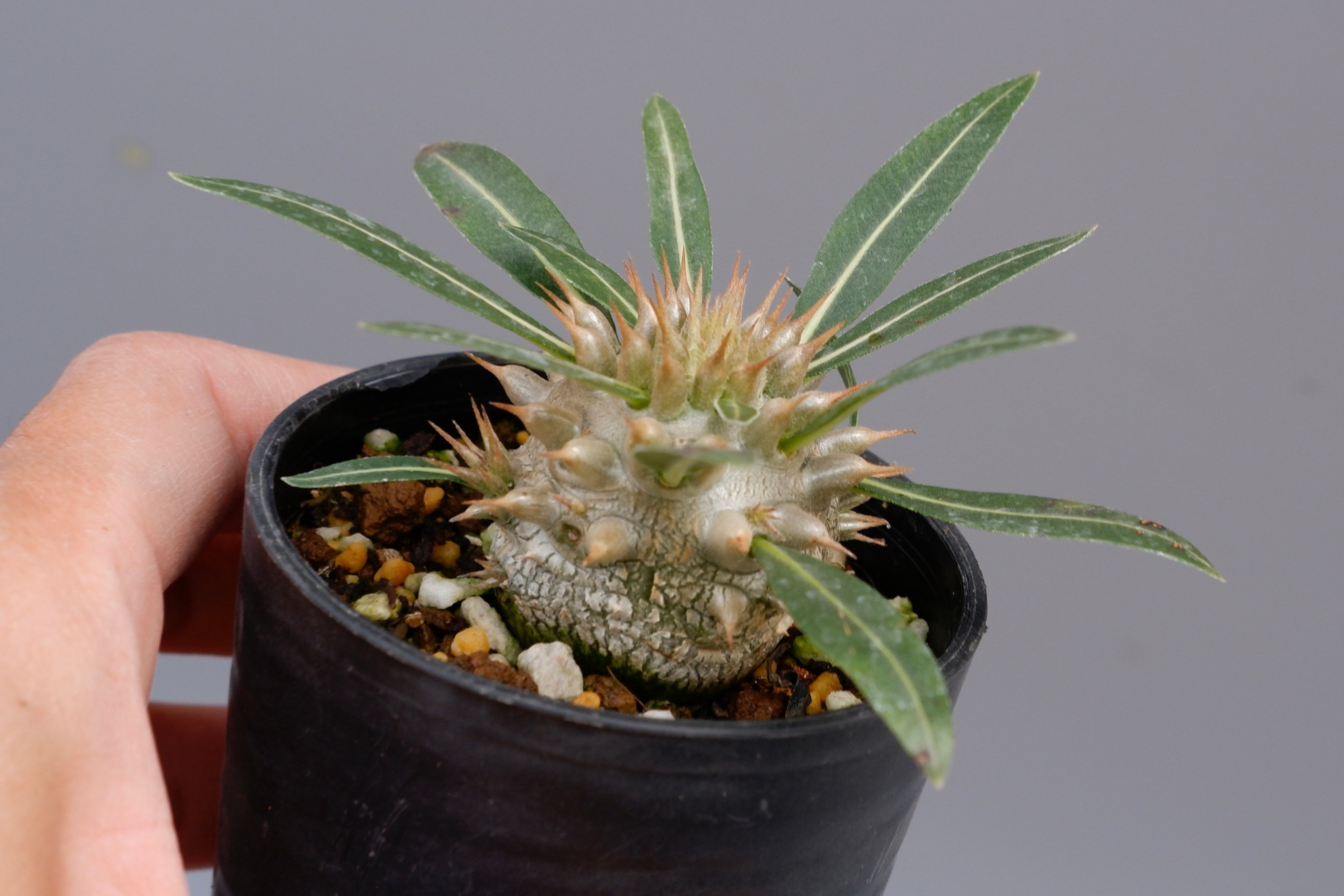 パキポディウム ロスラーツム 実生株 003 Pachypodium rosulatum ve