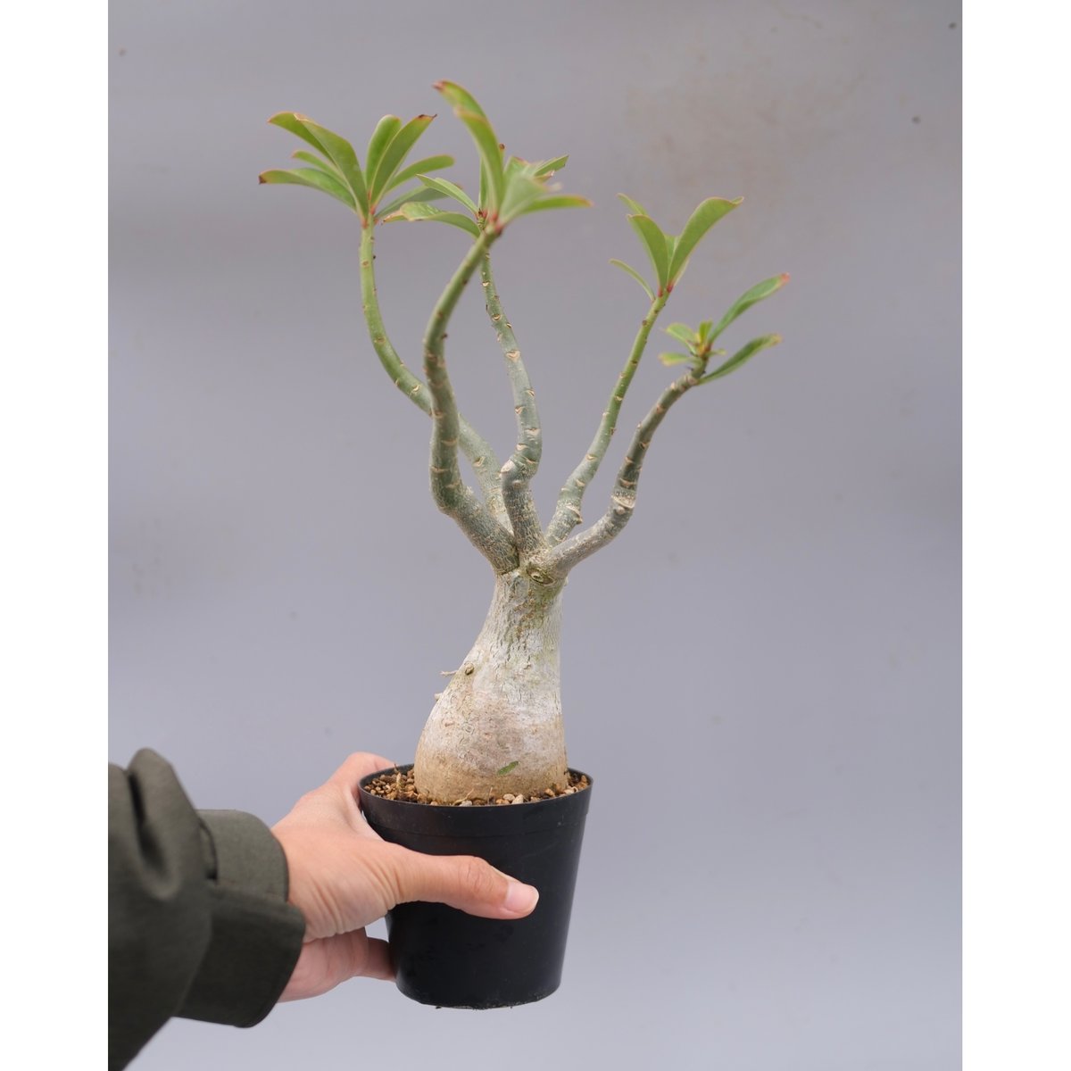 アデニウムソマレンセ　adenium somalense 現地球　発根済み fit=scale-down,w=1200