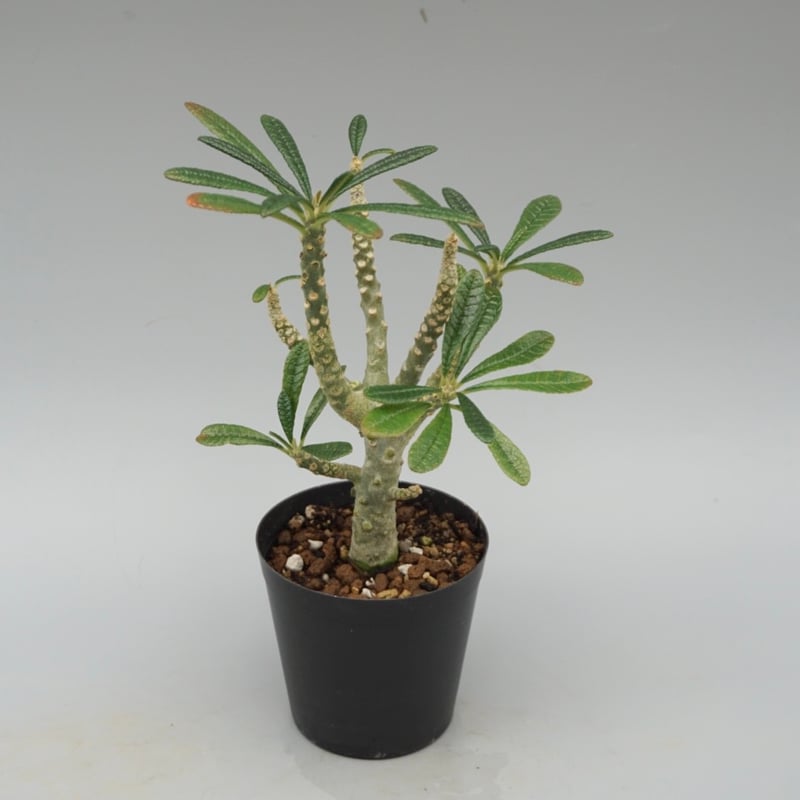 ドルステニア ギガス032 Dorstenia gigas | Sunny Branch