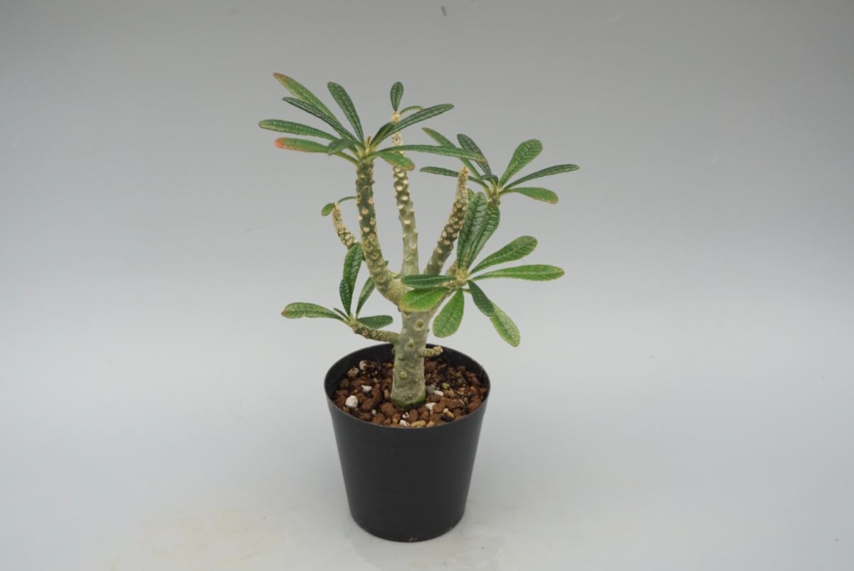 ドルステニア ギガス032 Dorstenia gigas | Sunny Branch