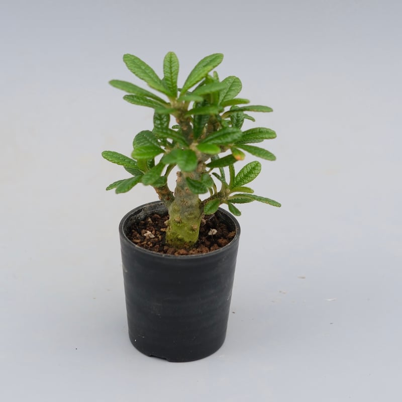 ドルステニア ギガス ドルステニア ギガス043 Dorstenia gigas | Sunny Branch
