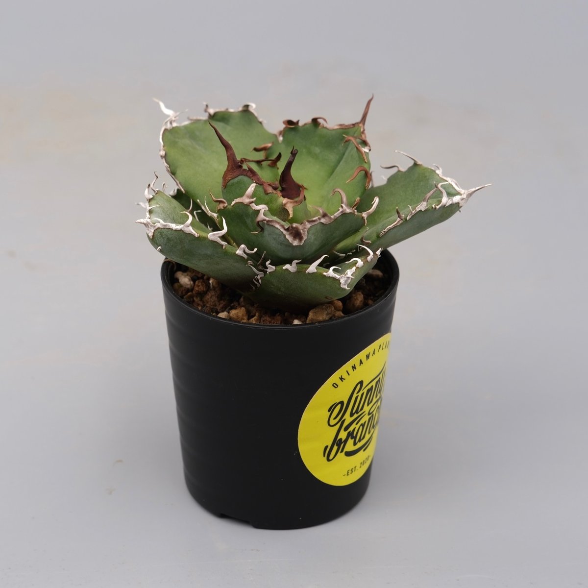 アガベ チタノタ 白鯨 Agave titanota white whale 199 | Su