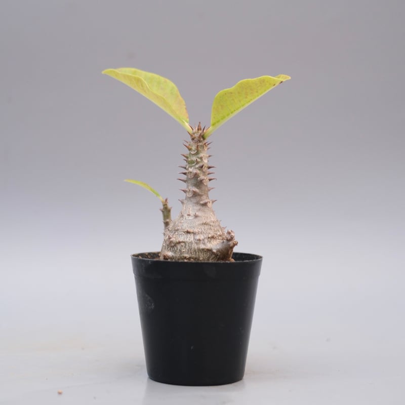 s*o様 パキポディウム　ウィンゾリー　国内実生株　③ パキポディウム ウィンゾリー 【実生】RF231895 | RAFLUM / ラフラム