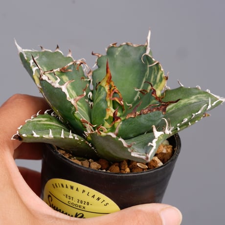 多肉植物アガベ チタノタ白鯨強刺し極上株25*18