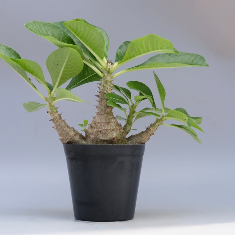 パキポディウム　ウィンゾリー　良型　国内実生 良型 バランス良 棘強 国内 実生 パキポディウム ウィンゾリー 【公式