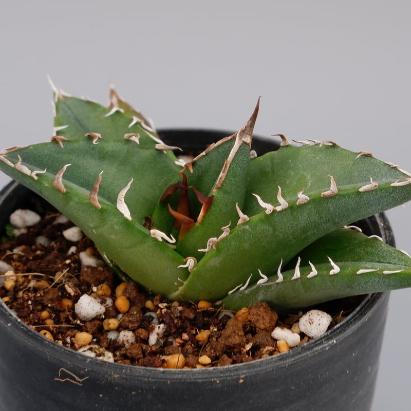アガベ オテロイ 実生株 Agave oteroi seeding 069 | Sunny
