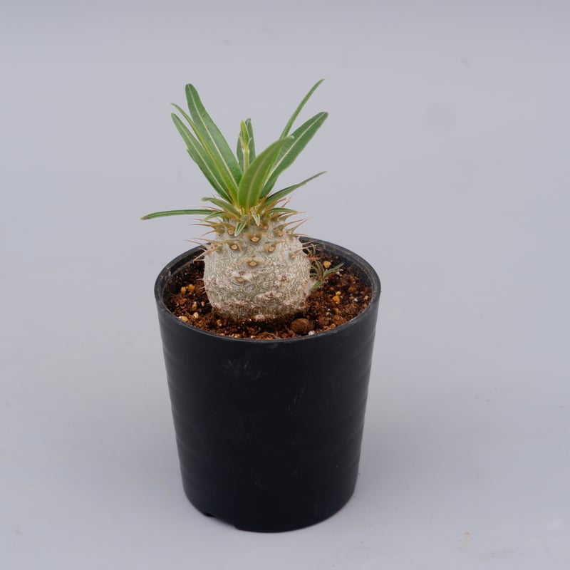 パキポディウム グラキリス 実生株 Pachypodium gracilius 048 | S