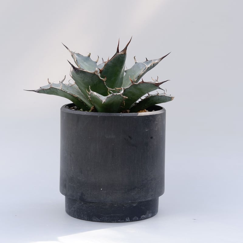 アガベ チタノタ オアハカオテロイ 002 Agave titanota oteroi アガベ チタノタ オアハカオテロイ 002 Agave titanota oteroi