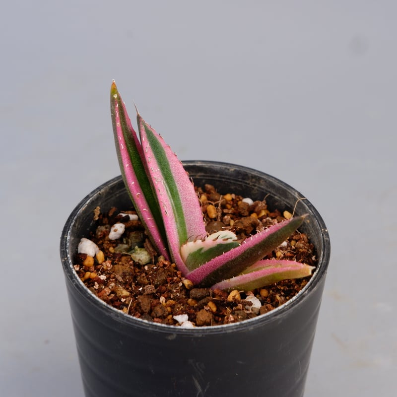 アガベ チタノタ スナグルトゥース Agave titanota Snaggle Tooth