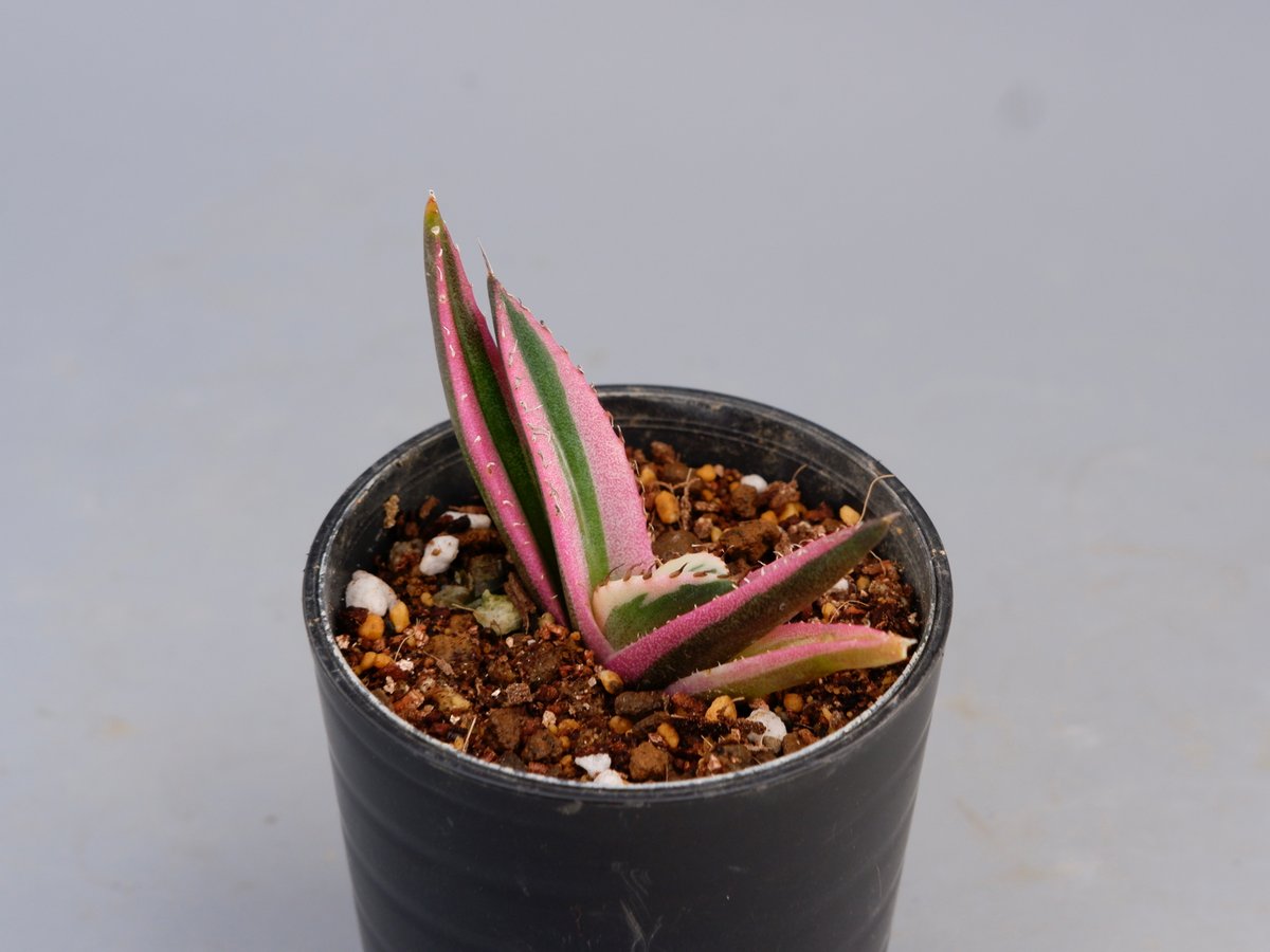 アガベ チタノタ スナグルトゥース Agave titanota Snaggle Tooth