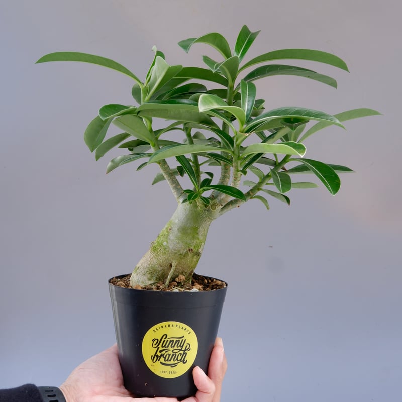 【大株】【実生株】アデニウム・ソマレンセ　砂漠の薔薇 大株】【実生株】アデニウム・ソマレンセ 砂漠の薔薇 大株