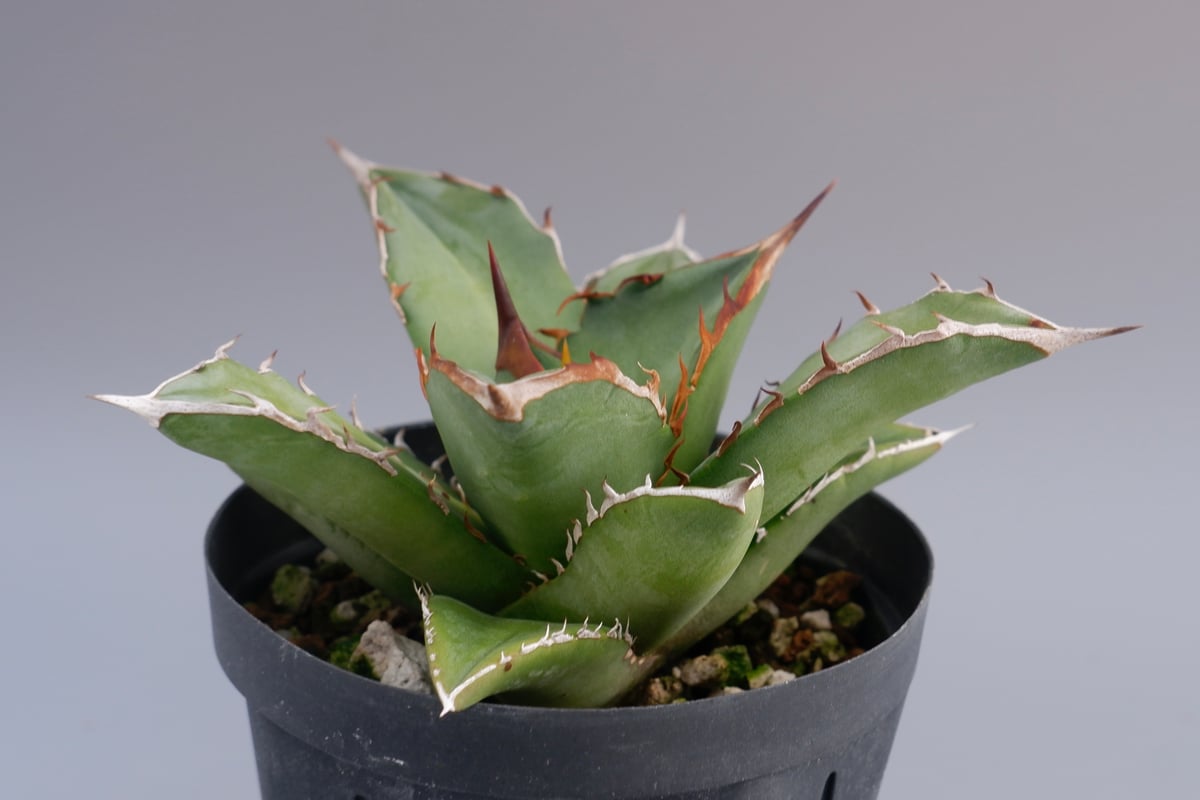 アガベ オテロイ 実生株 Agave oteroi seeding 079 | Sunny 