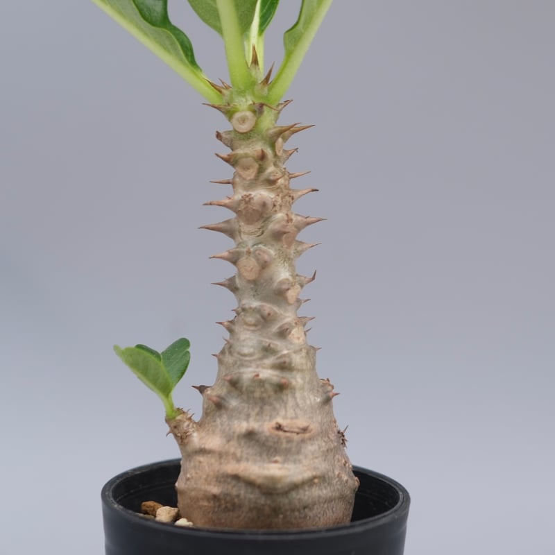 パキポディウム ウィンゾリー 実生株 056 Pachypodium windsorii |