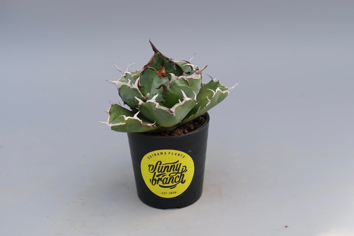 アガベ チタノタ 白鯨 Agave titanota white whale 226 | Su