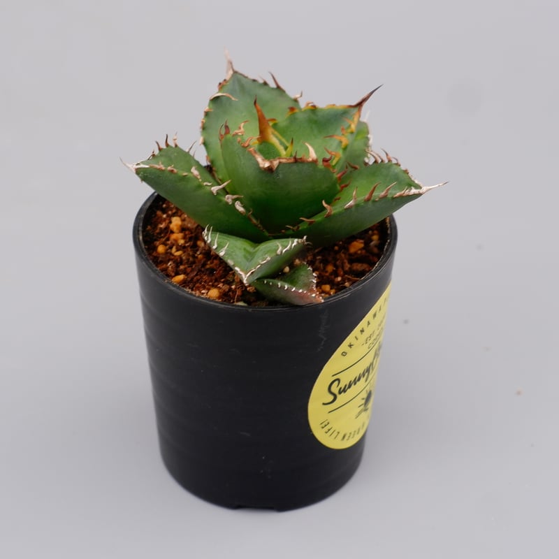 アガベ チタノタ 海王 Agave titanota 海王 004 | Sunny Branch
