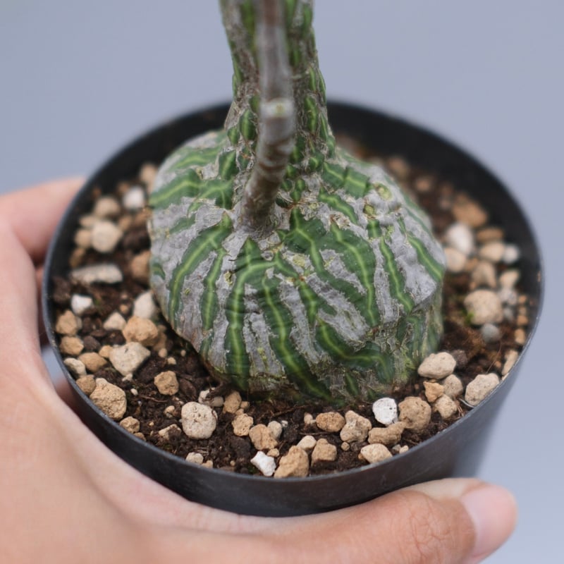 まんまる型 プセウド ボンバックス 063 Pseudobombax ellipticum |