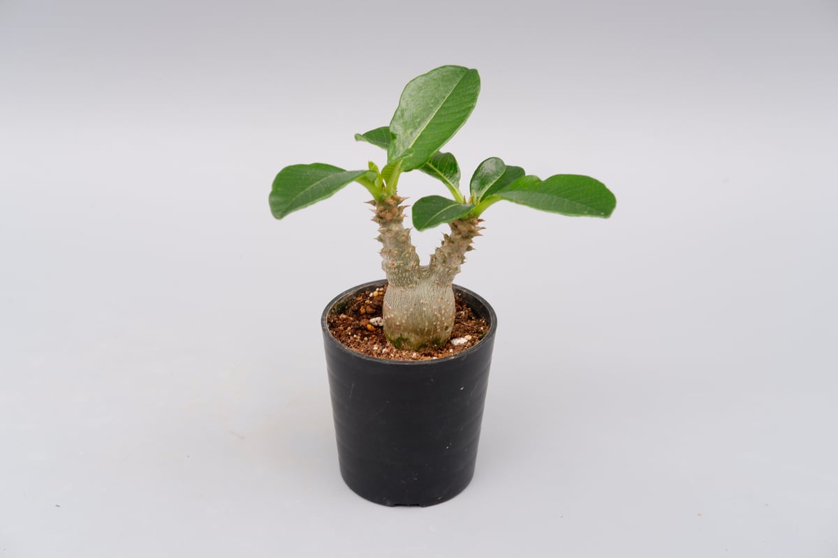 パキボディウムウィンゾリー(実生) パキポディウム・ウィンゾリー実生 3株入荷しました！ 形も綺麗