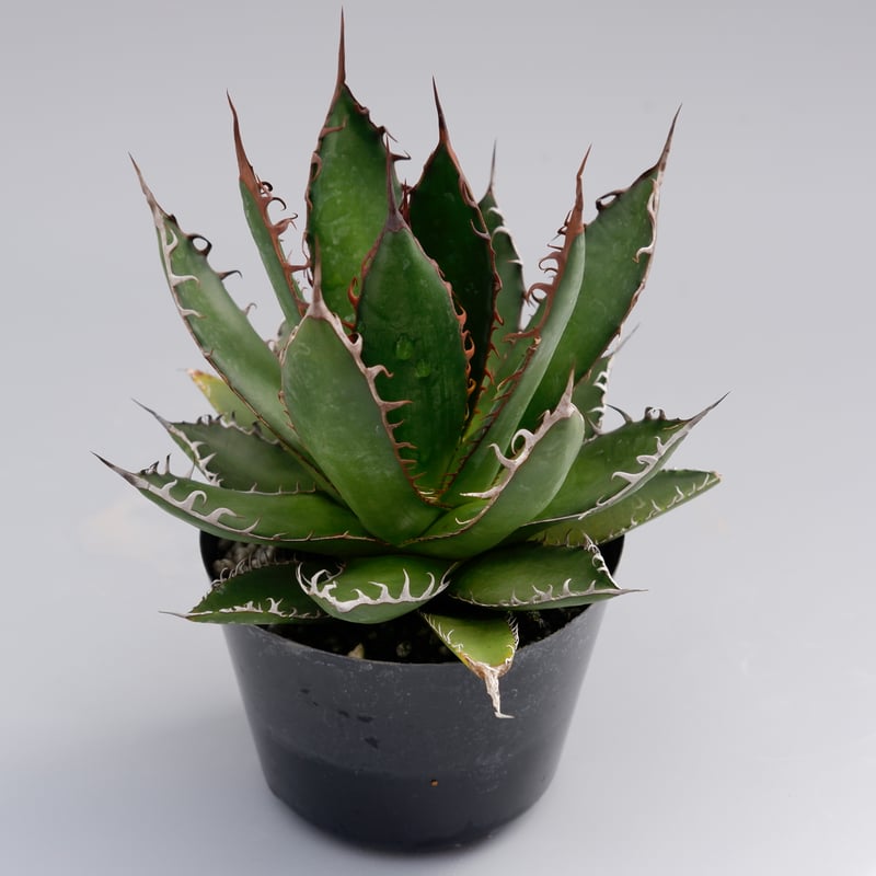 アガベ ホリダ 032 Agave horrida 強棘 | Sunny Branch