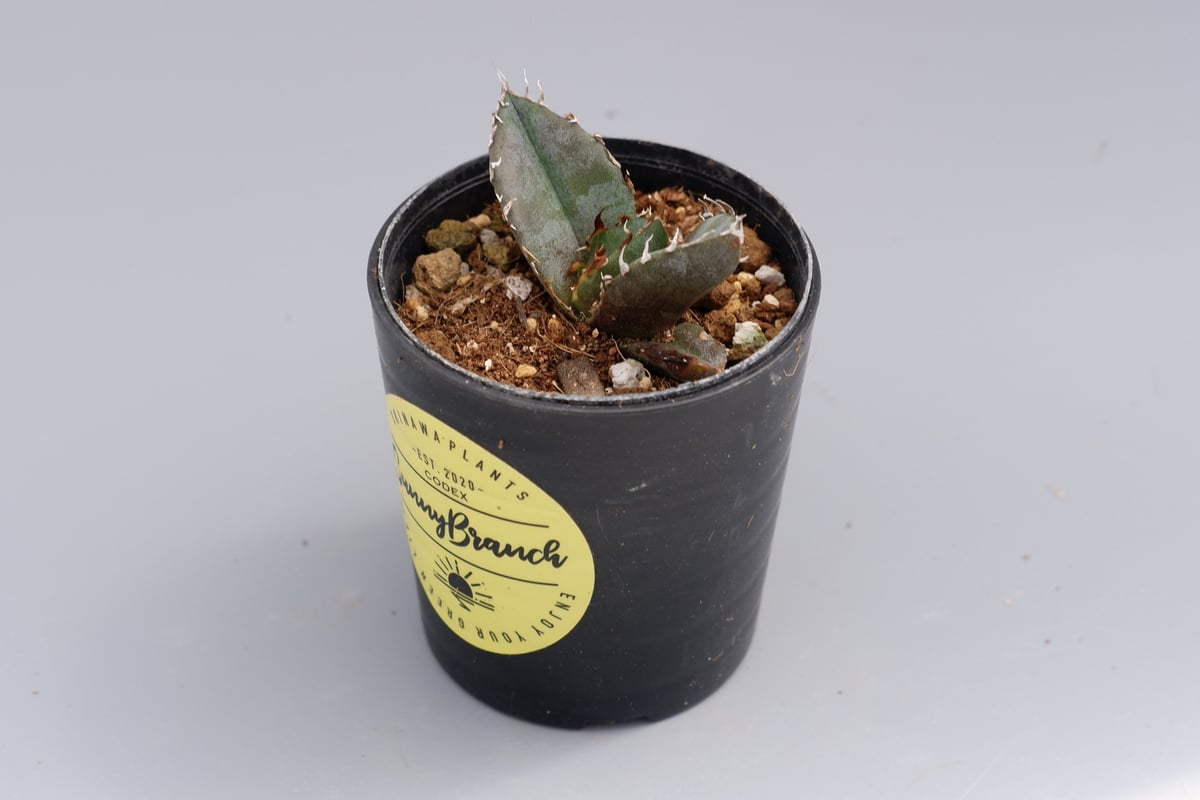 アガベ・チタノタ・白鯨 植物図鑑】アガベ チタノタ（ティタノータ） 白鯨とは？希少な美しさを