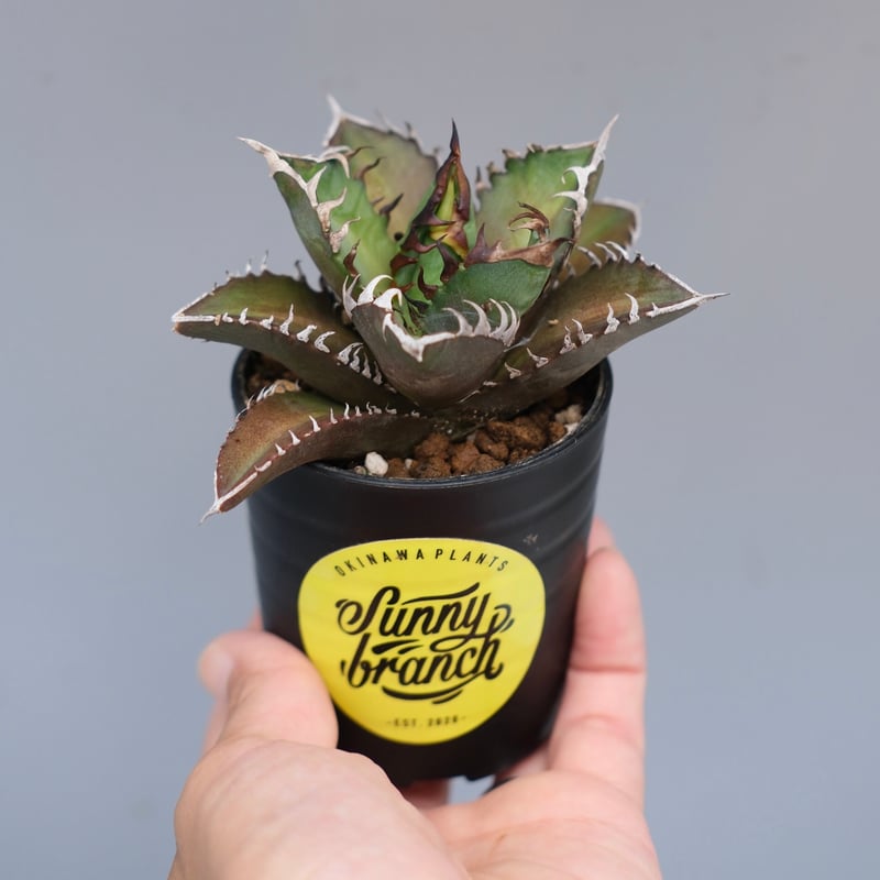 アガベ チタノタ レッドキャットウィーズル Agave titanota Red