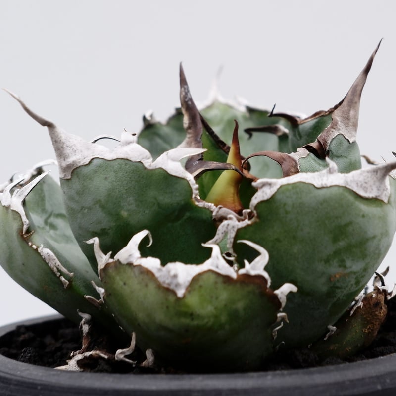 アガベ チタノタ 白鯨 019 Agave titanota white whale | S