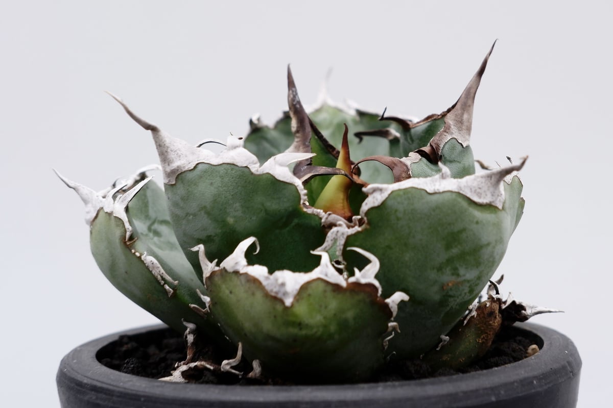 アガベ チタノタ 白鯨 019 Agave titanota white whale | S