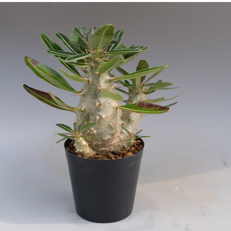 パキポディウム　カクチペス（実生） パキポディウム カクチペス(実生) / Pachypodium rosulatum var.