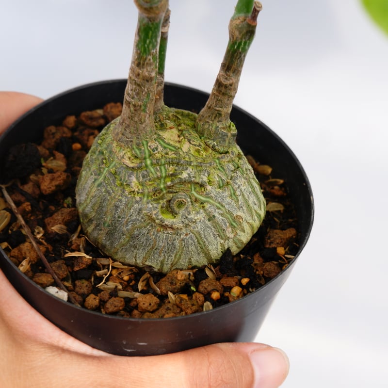 まんまる型 プセウド ボンバックス 024 Pseudobombax ellipticum |