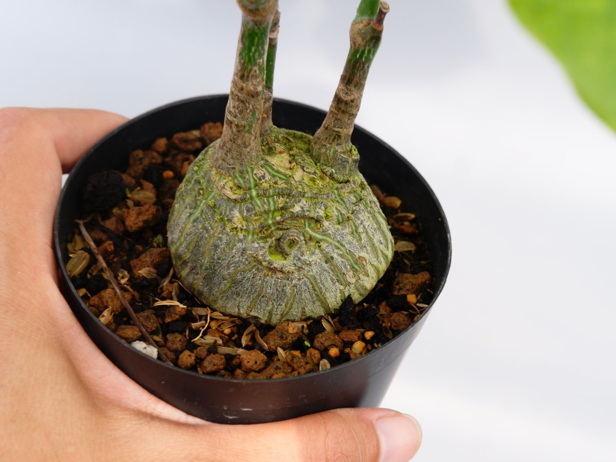 まんまる型 プセウド ボンバックス 024 Pseudobombax ellipticum |