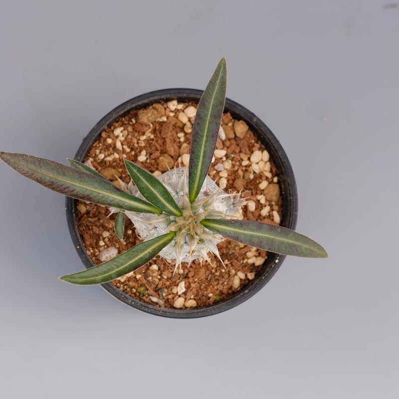 パキポディウム ホロンベンセ 実生株 002 Pachypodium horombense |