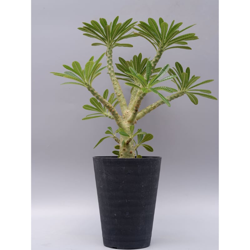 ドルステニア ギガス023 Dorstenia gigas | Sunny Branch