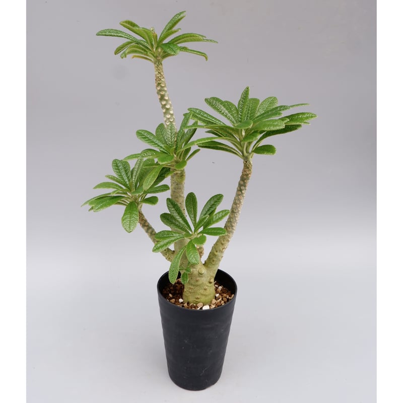 ドルステニア ギガス025 Dorstenia gigas | Sunny Branch