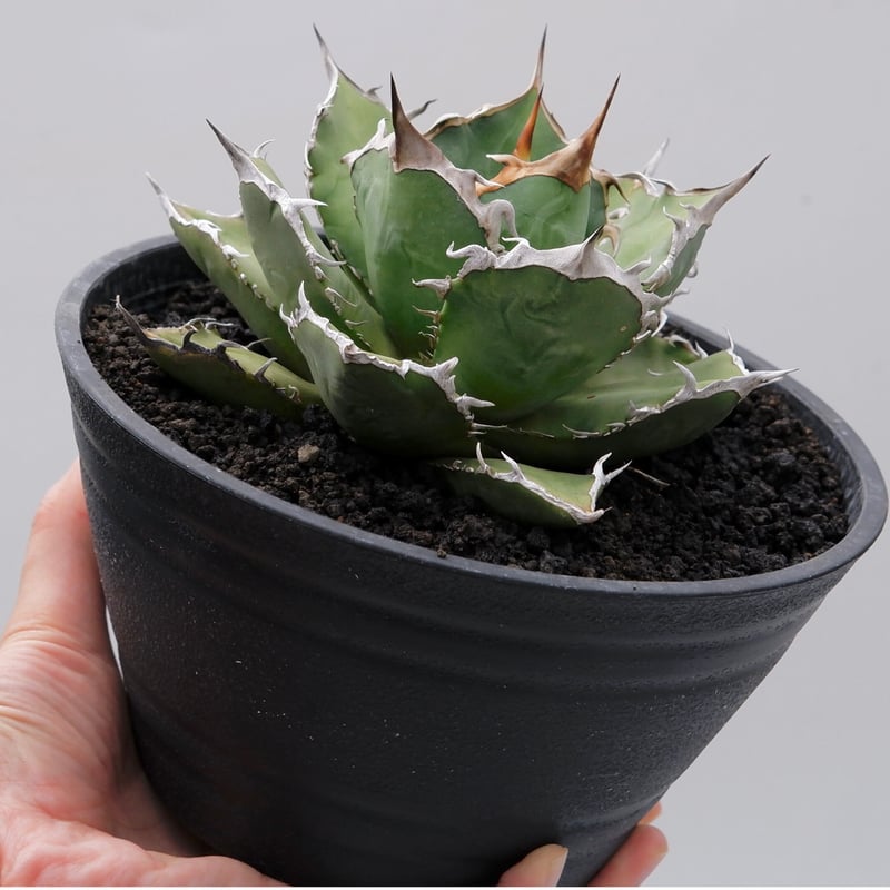 アガベ チタノタ 烈焔 002 Agave titanota 烈焔 | Sunny Branch アガベ チタノタ 烈焔 002 Agave titanota 烈焔 | Sunny Branch