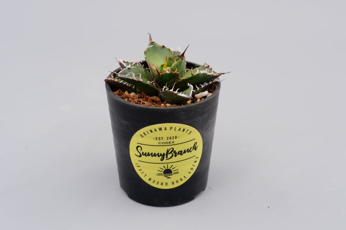 アガベ チタノタ シーザー Agave titanota caesar 087 | Sunny