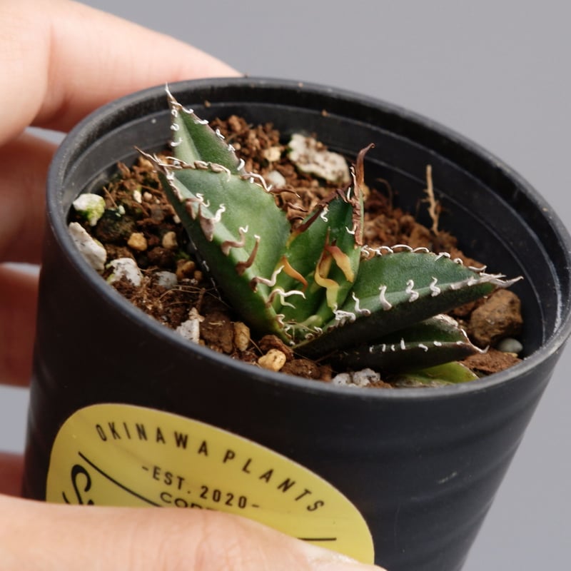 アガベ　チタノタ　シーザー アガベ チタノタ シーザー Agave titanota caesar 040 | Sunny