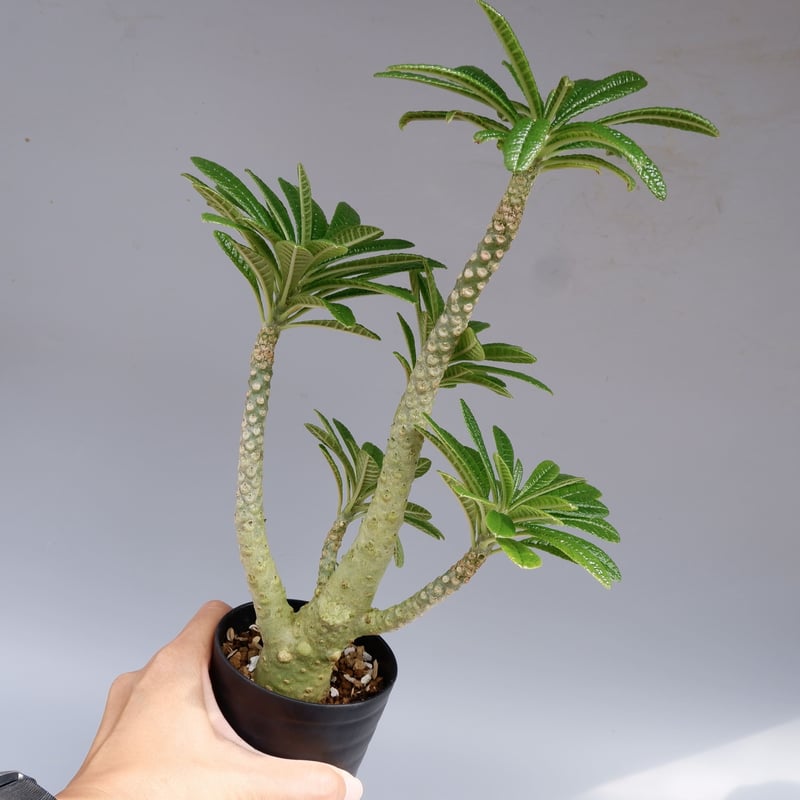 ドルステニア ギガス025 Dorstenia gigas | Sunny Branch