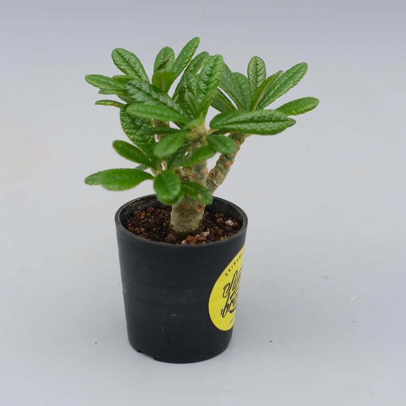 ドルステニア ギガス042 Dorstenia gigas | Sunny Branch