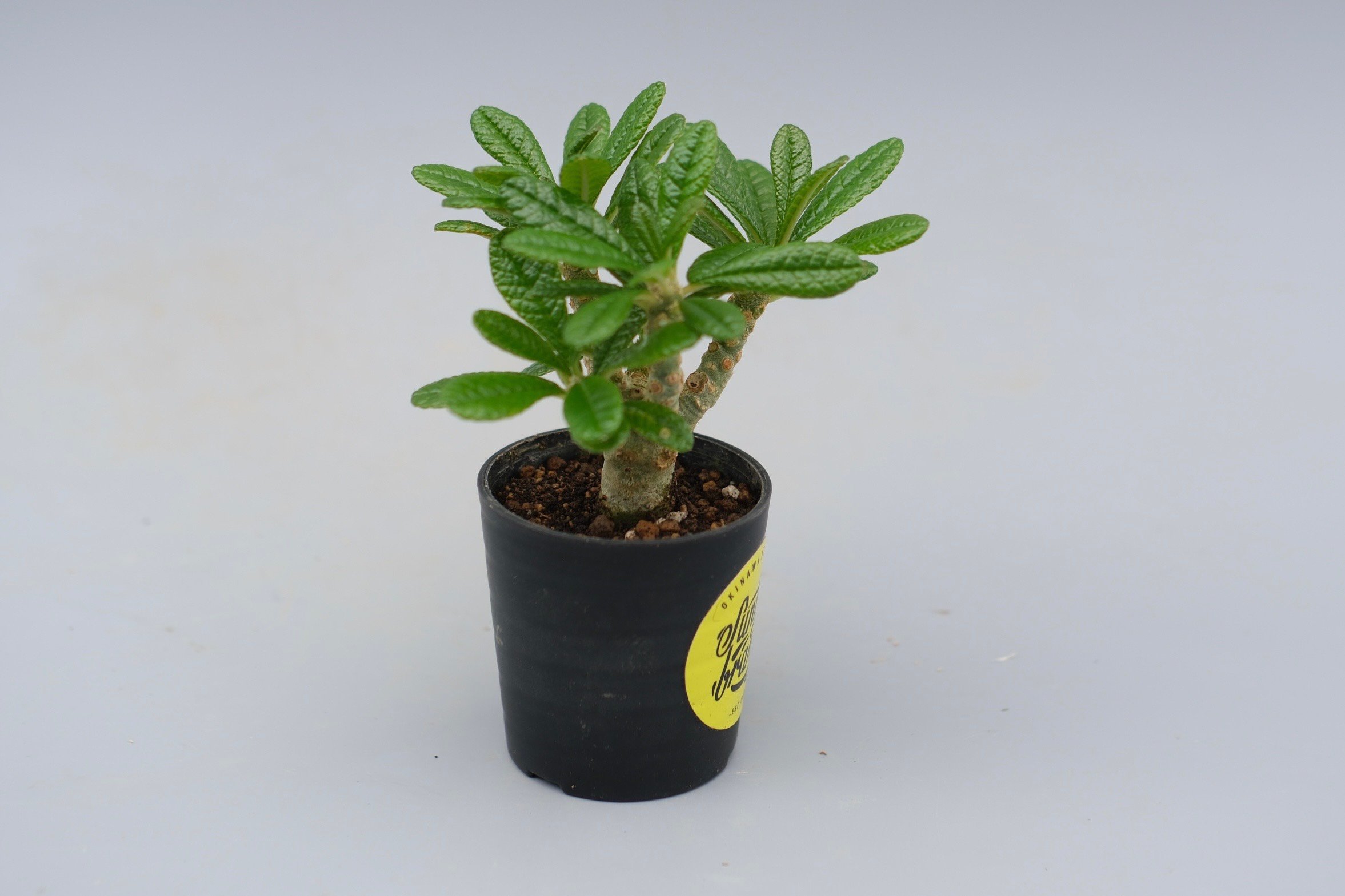 ドルステニア ギガス042 Dorstenia gigas | Sunny Branch
