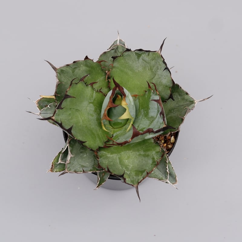 アガベ チタノタ ブラックアンドブルー Agave titanota BB 076 | Sun