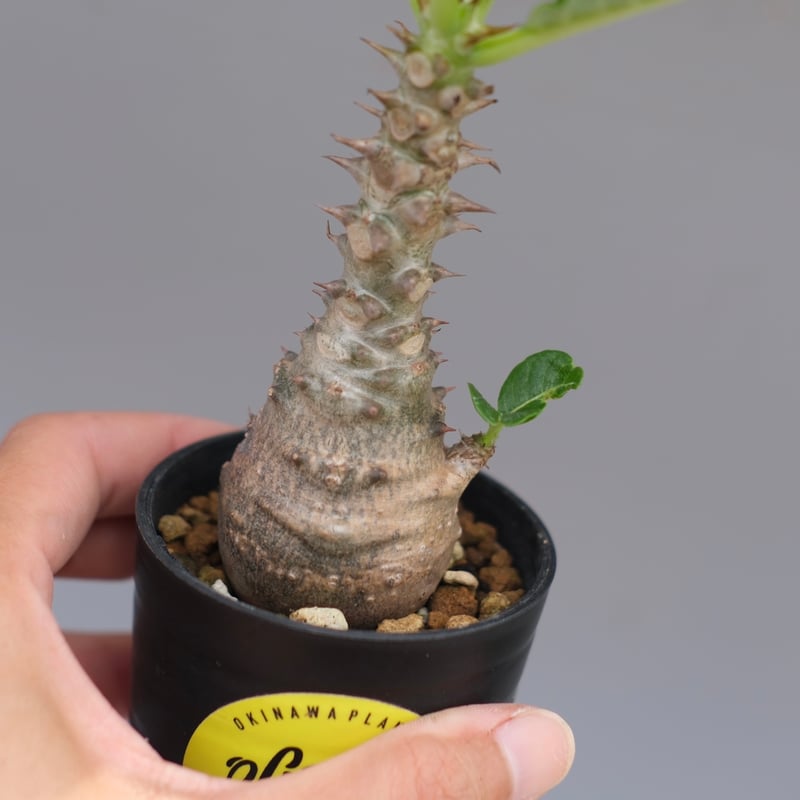 パキポディウム ウィンゾリー 実生株 056 Pachypodium windsorii |