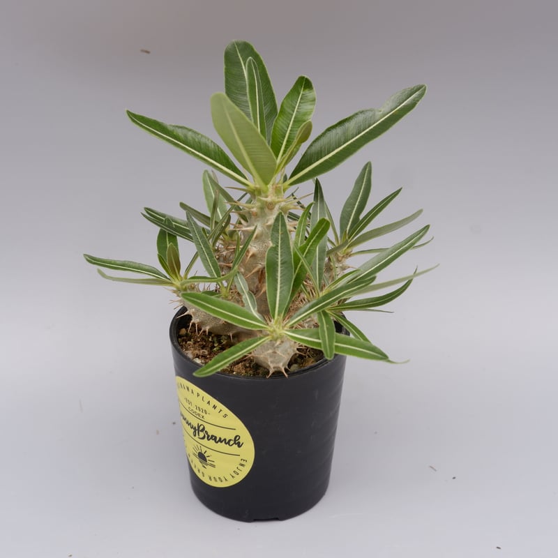 パキポディウム カクチペス 実生株 012 Pachypodium cactipes | Su