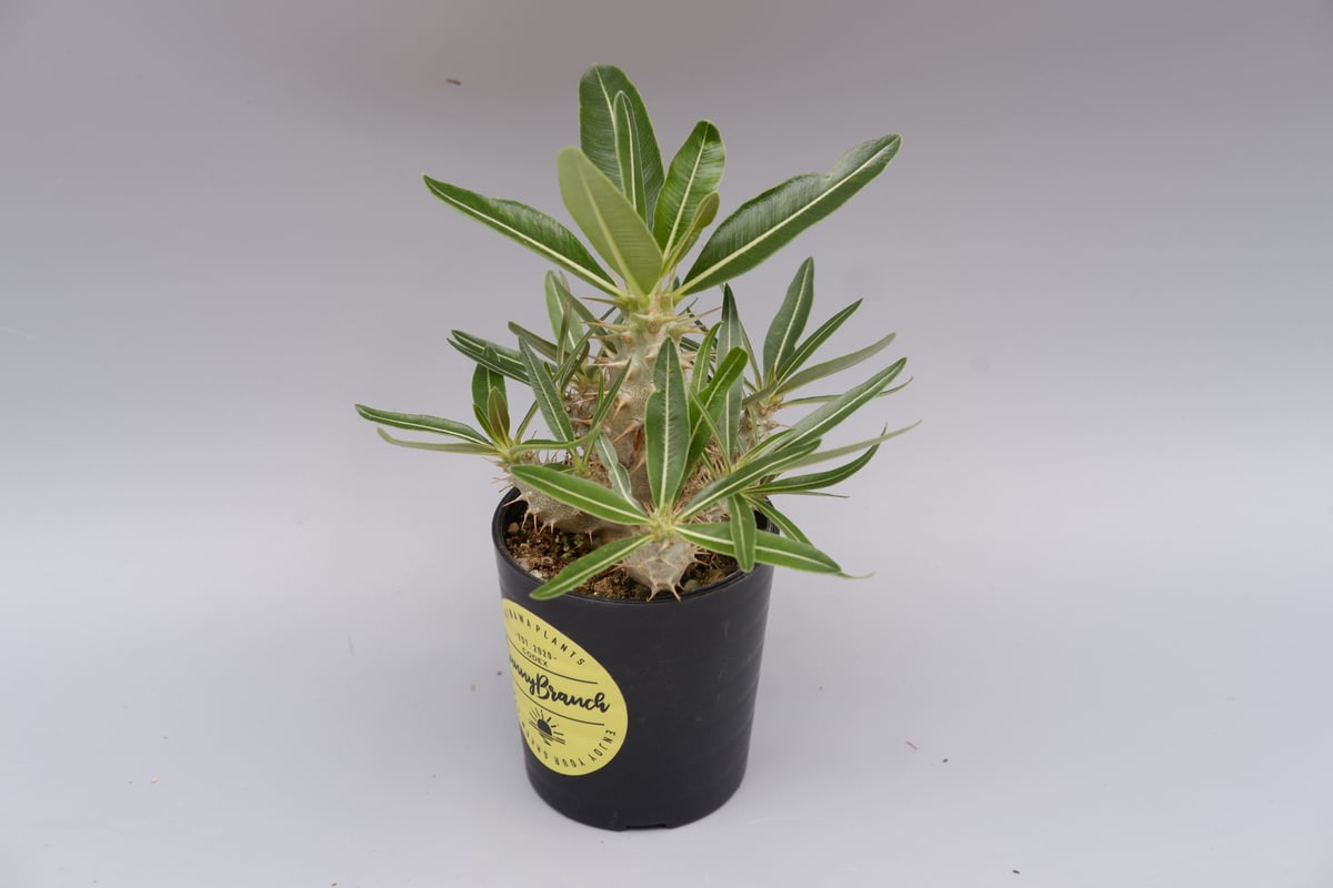 パキポディウム カクチペス 実生株 012 Pachypodium cactipes パキポディウム カクチペス 実生株 012 Pachypodium cactipes
