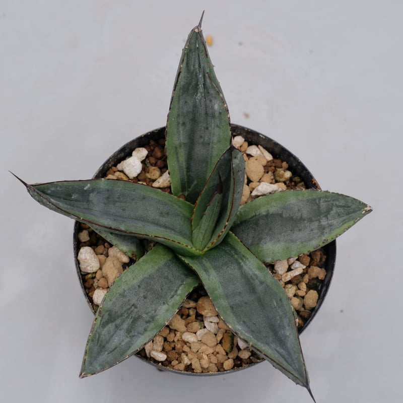 アガベ シャークバイト003 Agave Sharkbite | Sunny Branch アガベ シャークバイト003 Agave Sharkbite | Sunny Branch