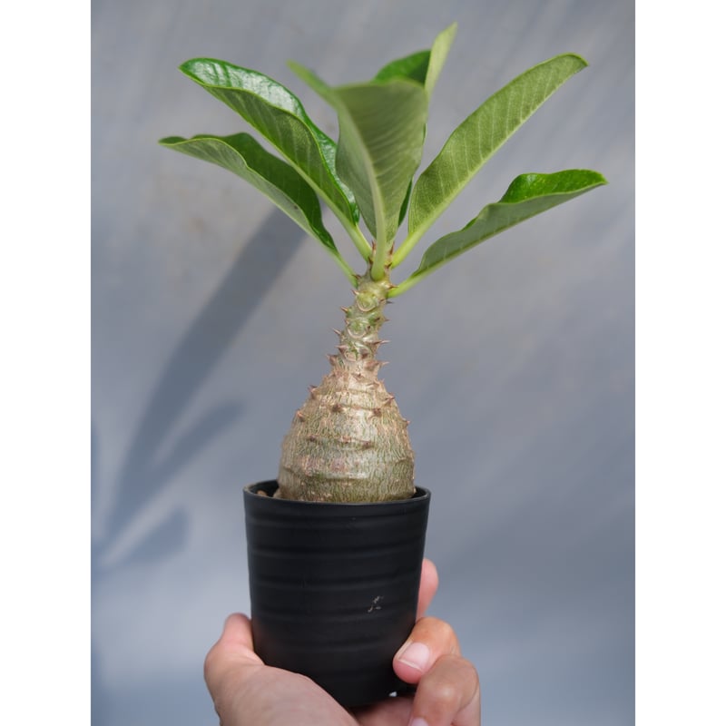 パキポディウム　ウインゾリー 2 パキポディウム ウィンゾリー2 | STELLA.PLANTS