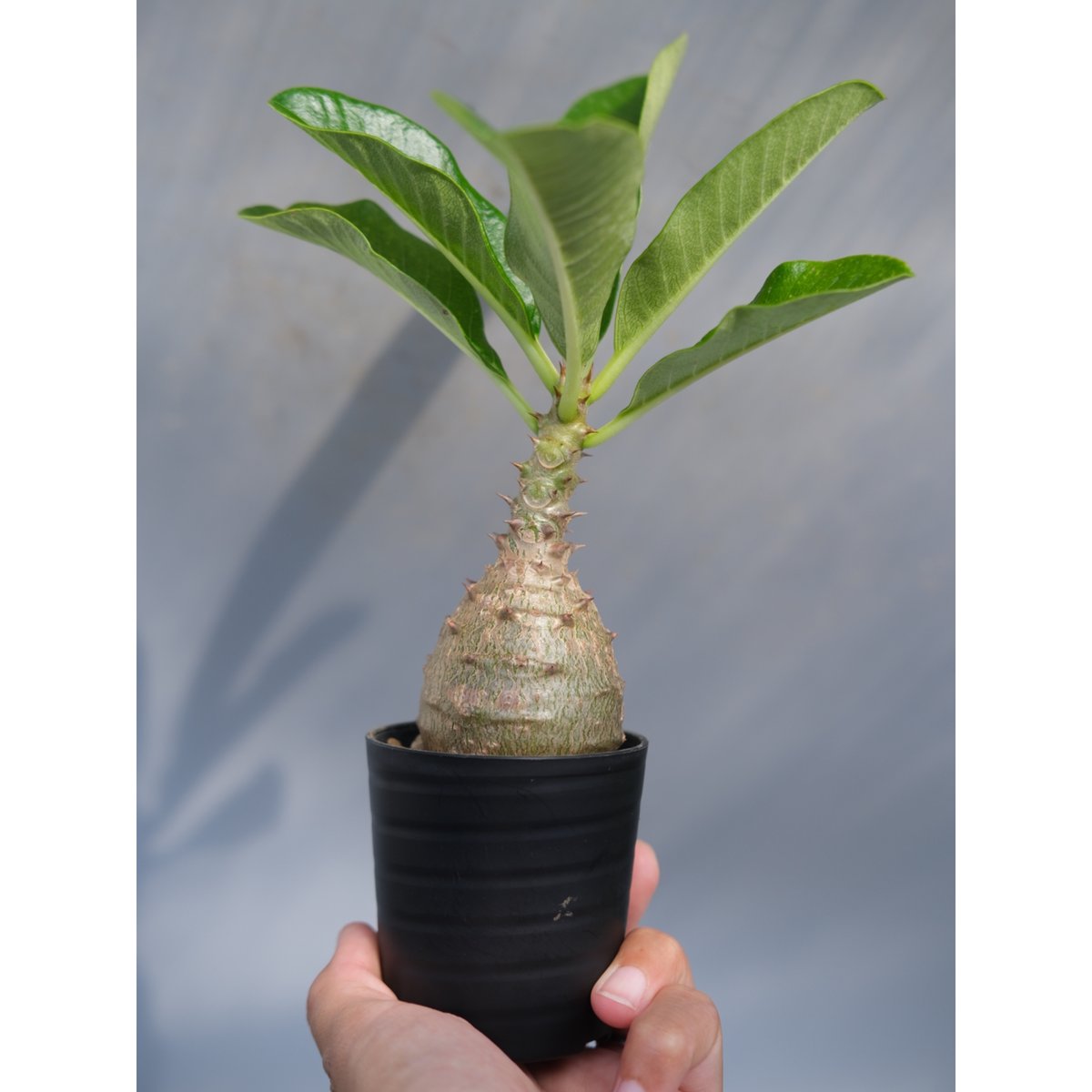 パキポディウム ウィンゾリー 実生株 068 Pachypodium windsorii